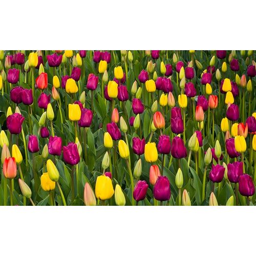 Washington State-Skagit-Western Washington springtime blooming tulips-grape hyacinth